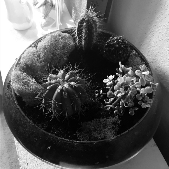 Meet your Posher, Dakota - Picture 1 of 1